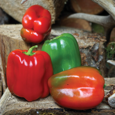 pepper_PNG3264