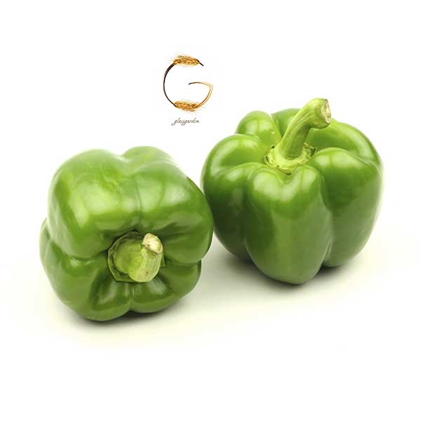 Green-pepper بذر فلفل دلمه سبز گلس گاردن