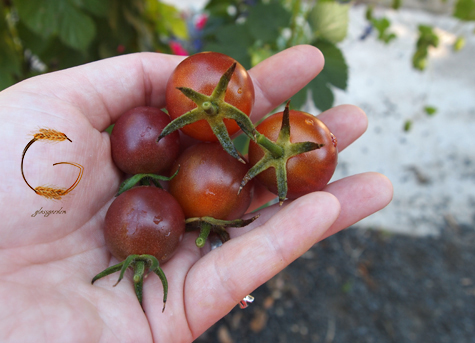 Black Cherry Tomato - Bonnie Plants Tags
