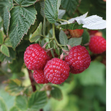 raspberries-glassgardenshop600