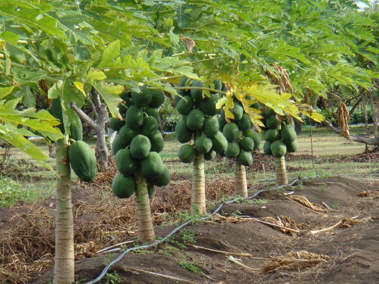 papayaglassgardenshop.com