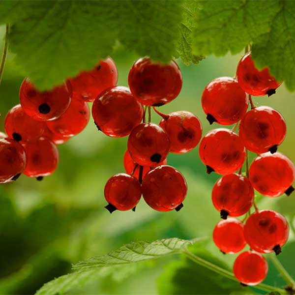 Red-currant-glassgardenshop.com600