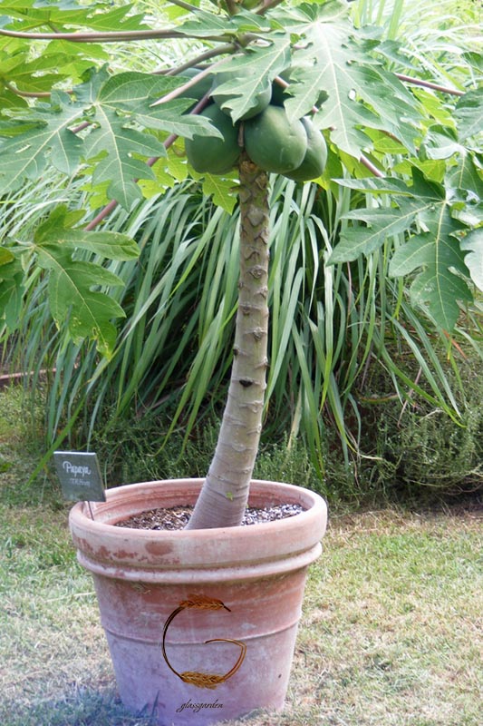 papayaglassgardenshop.com