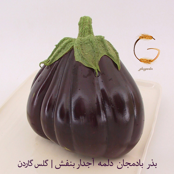 بذر بادمجان دلمه ای آجدار بنفش -فروشگاه گلس گاردن (6)