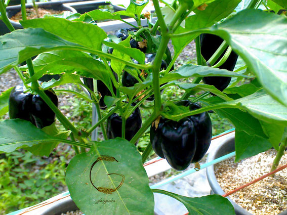 بذر فلفل دلمه مشکی- گلس گاردن black pepper plant (2)