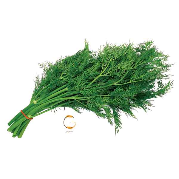 بذر سبزی - شوید dill seeds -- فروشگاه گلس گاردن (4)