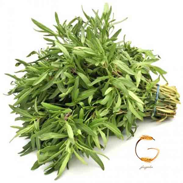 بذر سبزی - مرزه Savory یا Satureja --فروشگاه گلس گاردن (5)