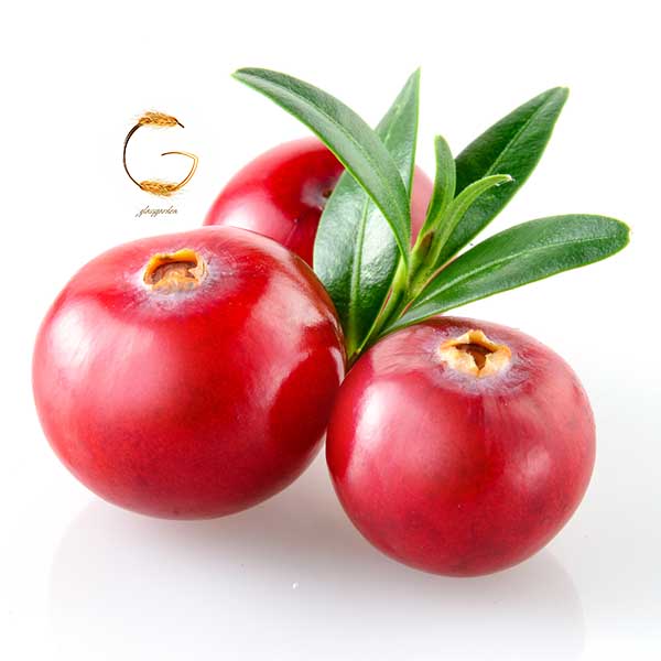 بذر میوه کرنبری cranberry --فروشگاه گلس گاردن (6)