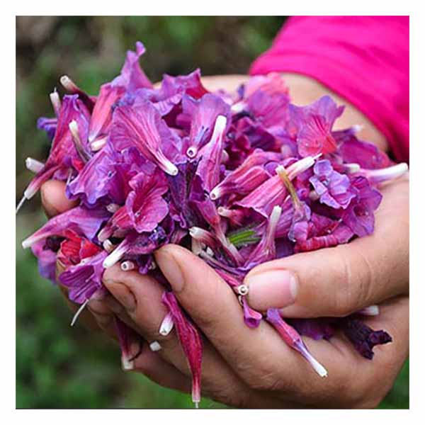 بذر گل گاو زبان ایرانی -Echium amoenum - فروشگاه گلس گاردن (1)