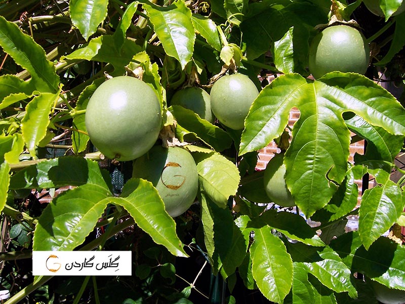 بذر پشن فروت سبز -- گلس گاردن 600