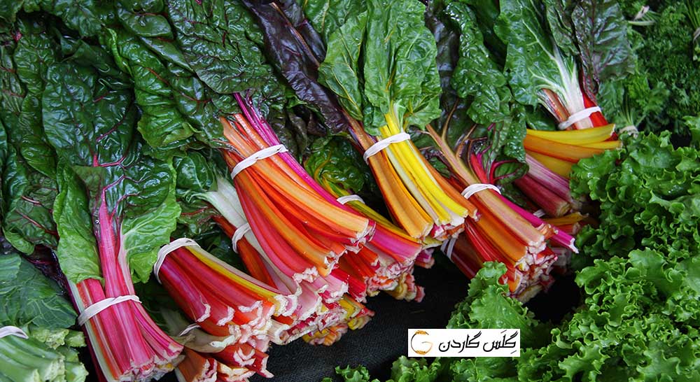 بذر چارد سوئیسی -- بذر چغندر چراغ روشن -- گلس گاردن