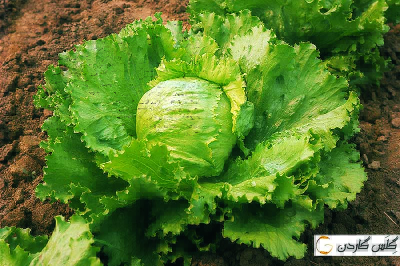 بذر کاهو سالادی پیچ درشت -- گلس گاردن