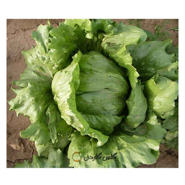 بذر کاهو سالادی پیچ درشت -- گلس گاردن (8)