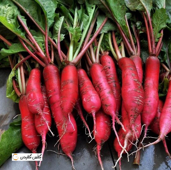بذر تربچه قرمز کشیده -- shunkyo-semi-long-radish -- گلس گاردن (5)