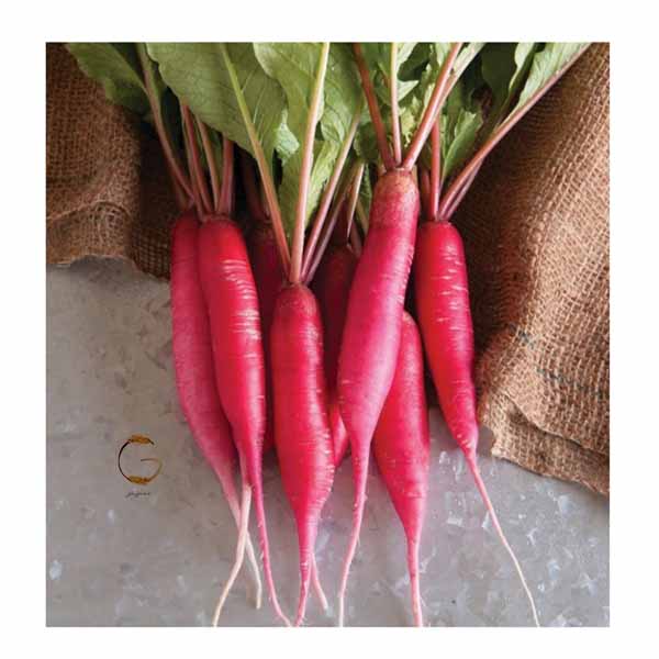 بذر تربچه قرمز کشیده -- shunkyo-semi-long-radish -- گلس گاردن (5)
