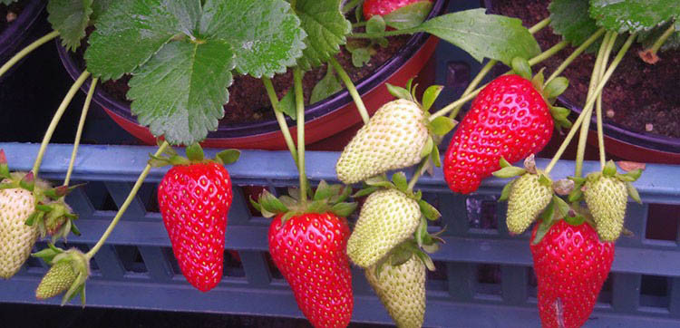 بذر توت فرنگی کاماروسا-- Camerosa Strawberry --گلس گاردن