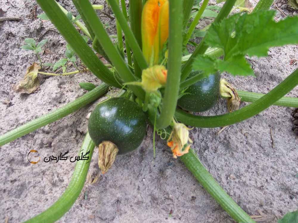 بذر کدو دلمه خورشتی اسکواش -- Squash Round Zucchini-- گلس گاردن