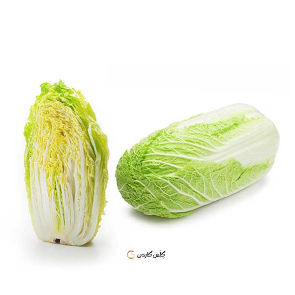 بذر کاهو چینی مینیوت -- minuet-chinese-cabbage -- گلس گاردن (15)