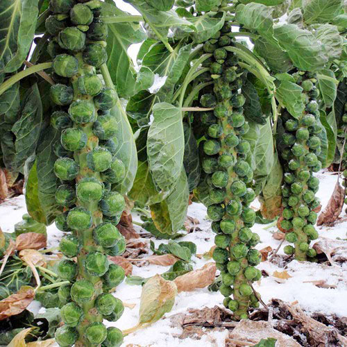 بذر کلم بروکسل -- Brussels sprout -- گلس گاردن (18)