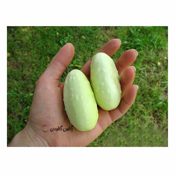 بذر خیار سلطنتی کوچک -خیار سفید --- فروشگاه گلس گاردن (2)