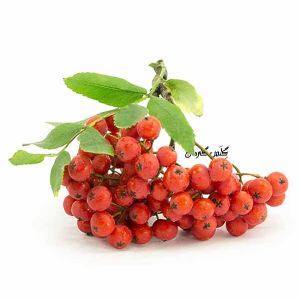 بذر میوه روان بری -- (بذر اورنج بری) -- فروشگاه گلس گاردن (9)