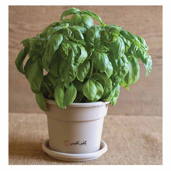 بذر ریحان گنووس ایتالیایی (Italian Genovese basil) گلس گاردن (6)