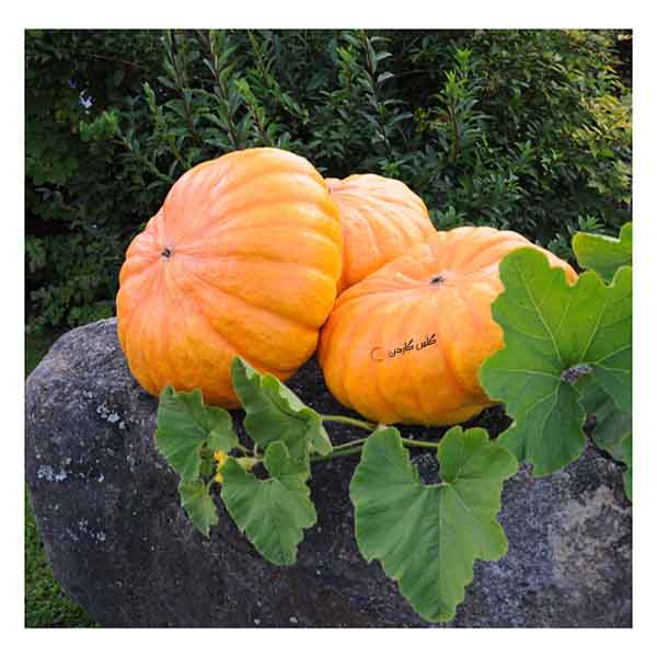 بذر کدو تنبل نارنجی هالووین (Halloween squash) (3)