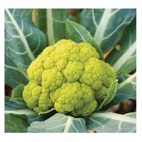 بذر گل کلم سبز --- Green cauliflower--- فروشگاه گلس گاردن (14)