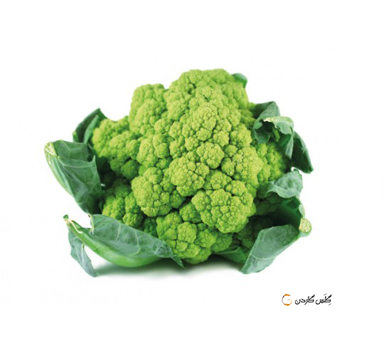 بذر گل کلم سبز --- Green cauliflower--- فروشگاه گلس گاردن (14)