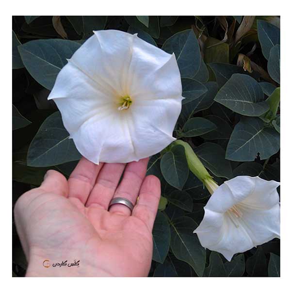 بذر گل بوقی یا گل ماه (تاتوره)-تاتوره اینوکسیا یا تاتوره علفی (Datura inoxia)-گلس گاردن (12)