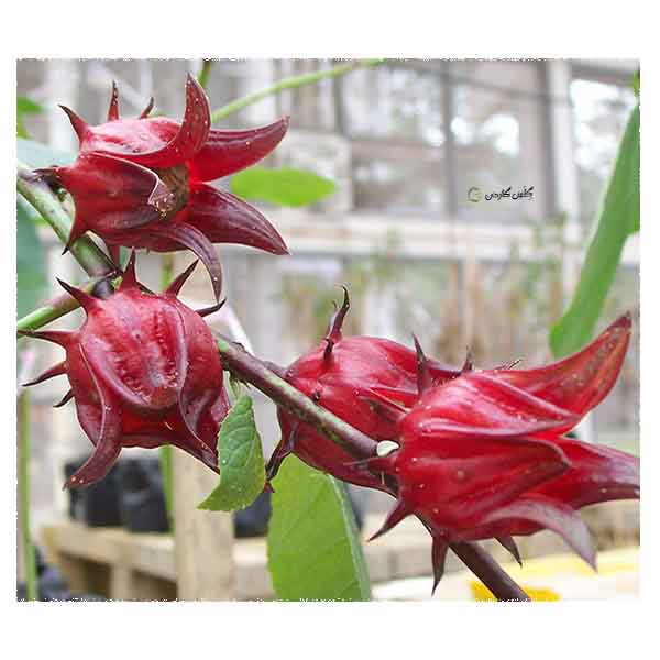 بذر چای ترش قرمز -رزچینی (Hibiscus sabdariffa)-گلس گاردن (14)