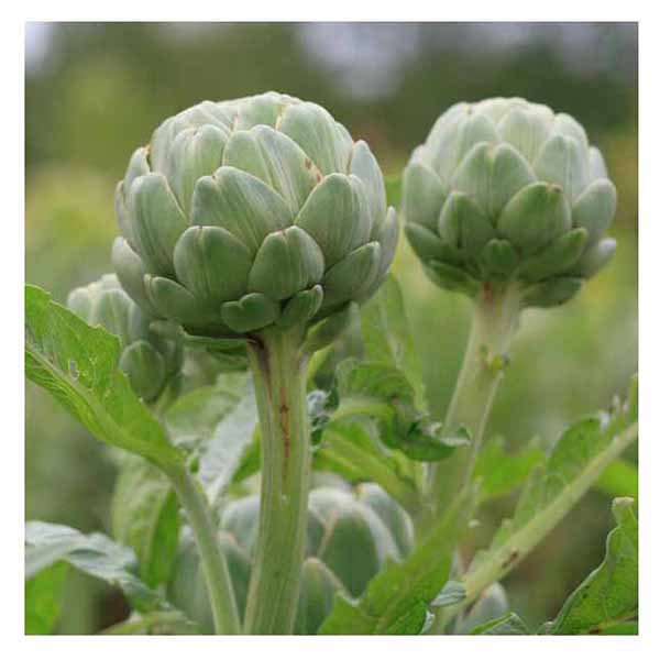 بذر کنگر فرنگی سبز یا آرتیشو (Green Artichokes)- گلس گاردن (4)