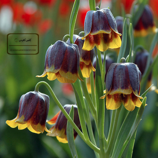 خرید پستی پیاز لاله واژگون (Fritillaria Uva-vulpis)-فروشگاه گلس گاردن (11)