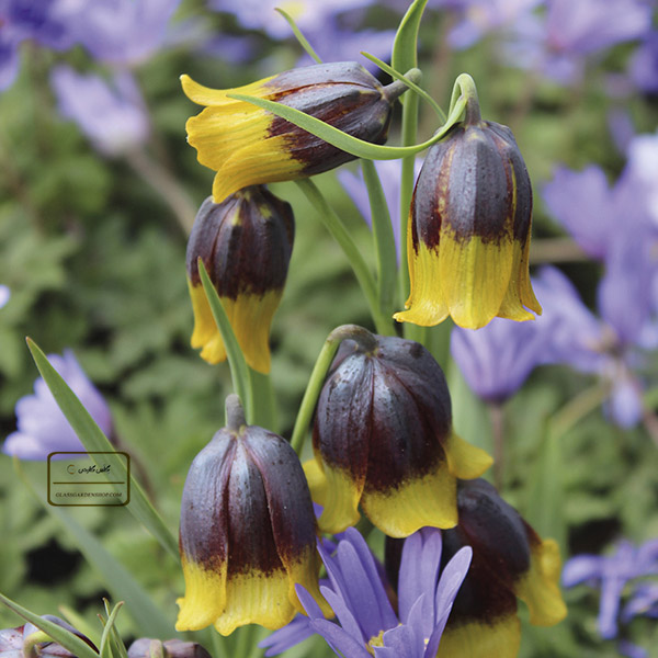 خرید پستی پیاز لاله واژگون (Fritillaria Uva-vulpis)-فروشگاه گلس گاردن (11)