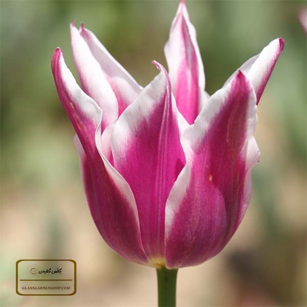 خرید پستی پیاز گل لاله بلید (Ballade Tulip Bulbs)- فروشگاه گلس گاردن (4)