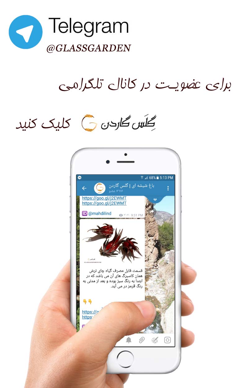 تلگرام گلس گاردن