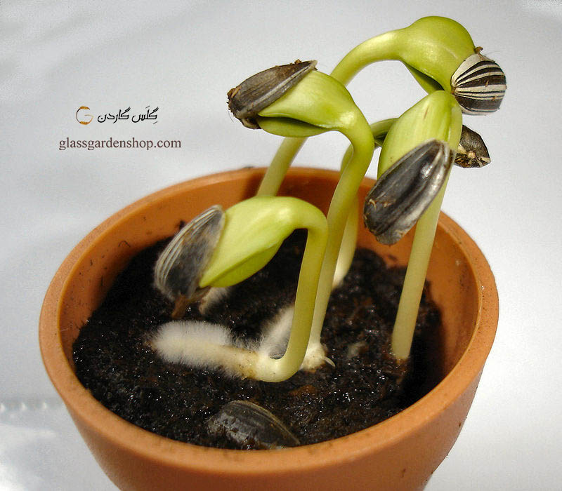 بذر گل آفتابگردان قرمز تزئینی (Red Sunflower)- گل آفتابگردان قرمز زینتی پا بلند- گلس گاردن (۶)