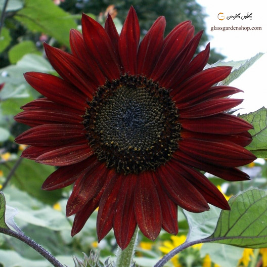 بذر گل آفتابگردان قرمز تزئینی (Red Sunflower)- گل آفتابگردان قرمز زینتی پا بلند- گلس گاردن (۶)