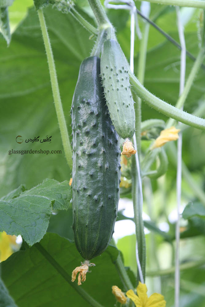 بذر خیار خاردار درختی ( Greenhouse Cucumber)- خیار گلخانه ای - گلس گاردن