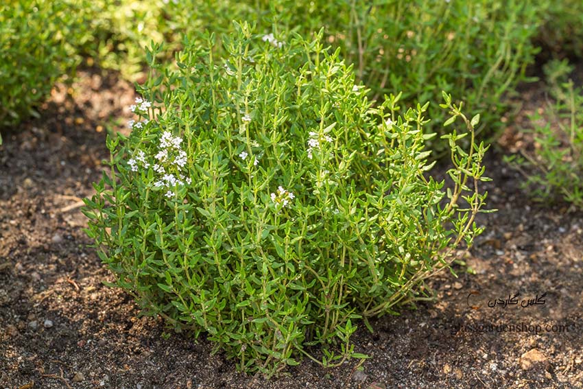 خرید بذر آویشن باغی (Thymus vulgaris) ولگار آلمانی - گلس گاردن