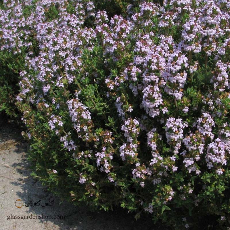 خرید بذر آویشن باغی (Thymus vulgaris) ولگار آلمانی - گلس گاردن