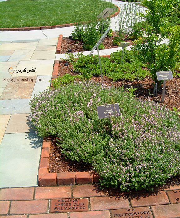 خرید بذر آویشن باغی (Thymus vulgaris) ولگار آلمانی - گلس گاردن