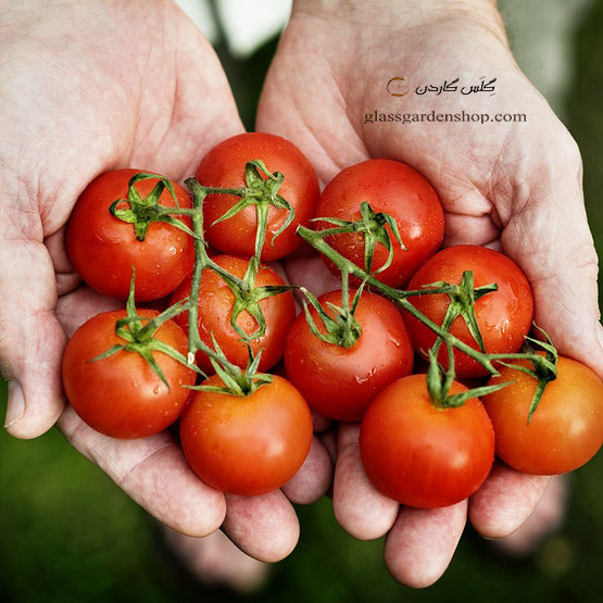 بذر گوجه گردویی -گوجه گیلاسی درشت (Large Cherry Tomato) - گلس گاردن (۳)