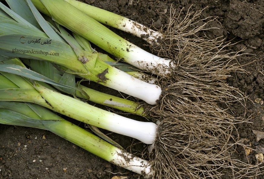 بذر تره فرنگی جیانت ( Leek Giant) - گیاه گندنا (۴)