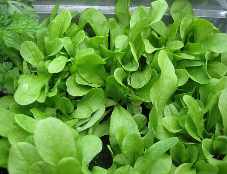 بذر شیکوری سالادی سبز (chicory triestina) (4)