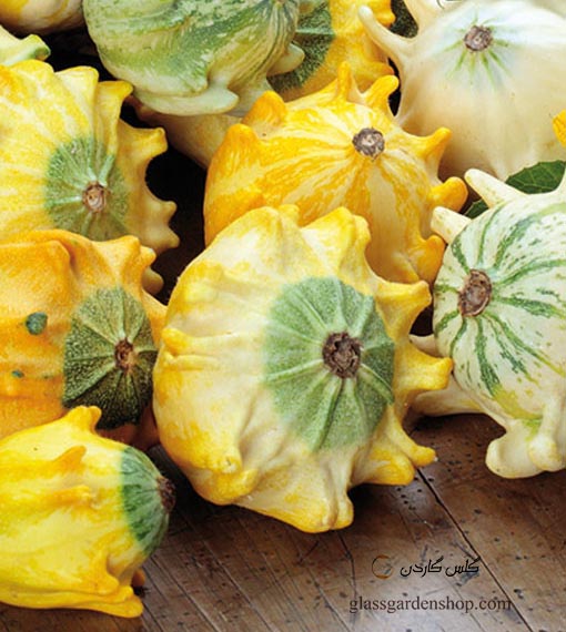 بذر کدو تاج دندان میکس-Pumpkin Crown of Thorns mix-کدو تاج خار-رنگارنگ - کدوی ده انگشت -گلس گاردن (۵)