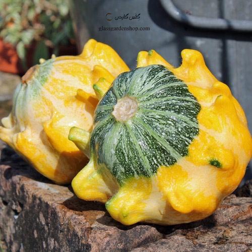 بذر کدو تاج دندان میکس-Pumpkin Crown of Thorns mix-کدو تاج خار-رنگارنگ - کدوی ده انگشت -گلس گاردن (۵)
