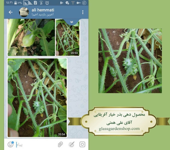 نمونه محصول دهی بذر خیار آفریقایی (کیوانو) -گلس گاردن