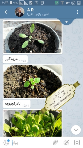 جوانه زنی بذر مریم گلی گلس گاردن