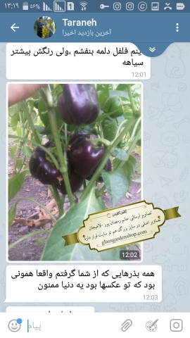 تصاویر محصول دهی بذرهای گلس گاردن